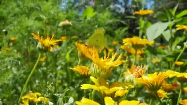 Papillon Chou Est Assis Sur Une Fleur Calendula Pieris Brassicae — Video