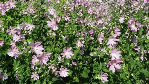 マルヴァ シュタイリンガーカ ラヴェッラ シュリンガーカ ガーデン ツリー マロウは モロウ家マルヴァーニャの花の植物の種である ハーバースペースの植物 花は5本の花びらでピンクになっています — ストック動画