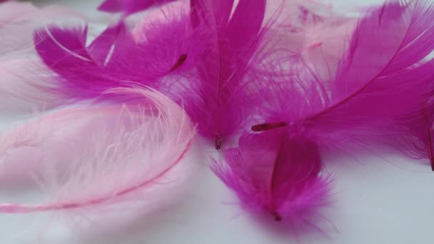 白とピンクの羽が風に揺れている ソフトタッチ 羽の光について テンドルネス 羽は表皮の成長で 特徴的な外側のカバーや プラム 鳥類や恐竜を形成します — ストック動画