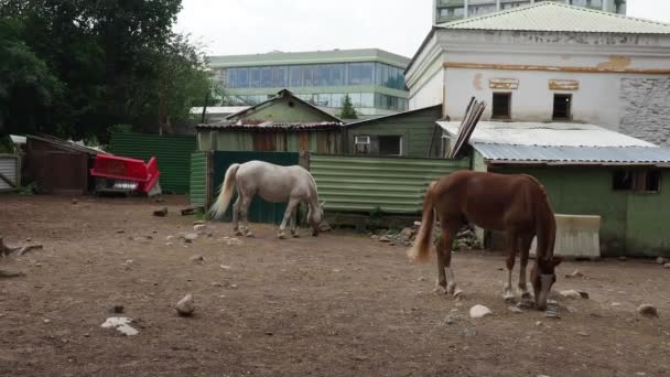 Horse Equus Caballus Gedomesticeerd Eenvoetig Hoefvormig Zoogdier Zwarte Witte Paarden — Stockvideo