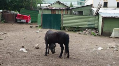 At Equus Caballus evcil, tek parmaklı, toynaklı bir memelidir. Genç siyah bir tay otluyor, çiğniyor ve otları kemiriyor. At kampı, ahır ya da hayvanat bahçesi. Taksonomik aile Equidae, Equus ferus 'un alt türü.