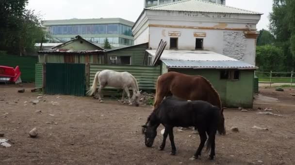 Horse Equus Caballus Tama Entåiga Klövdäggdjur Svartvita Hästar Betar Trampar — Stockvideo