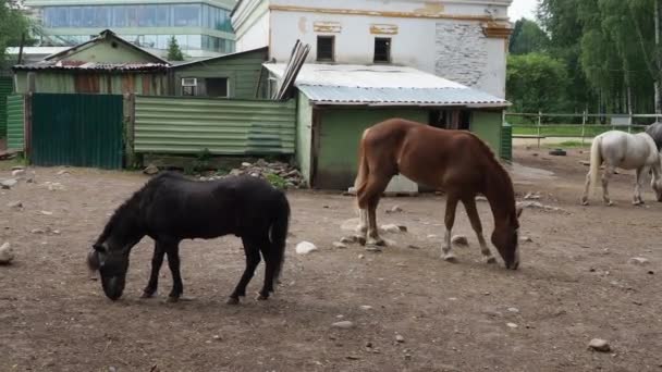 馬の馬の馬小屋は 家畜化され 一対一の 消化された哺乳類です 黒と白の馬は グレード トランプとニブルの草 エクイーン キャンプ 安定した動物園 — ストック動画
