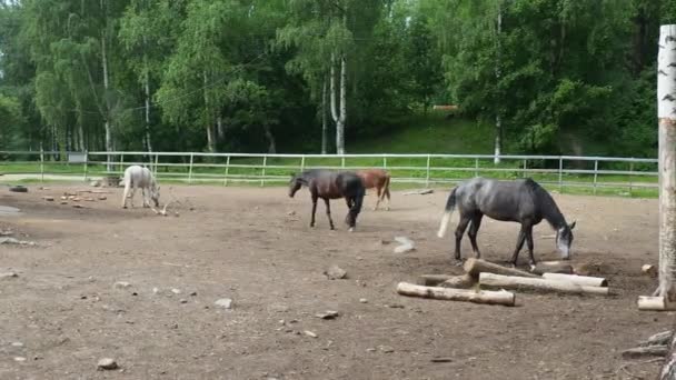 Horse Equus Caballus Tama Entåiga Klövdäggdjur Svartvita Hästar Betar Trampar — Stockvideo