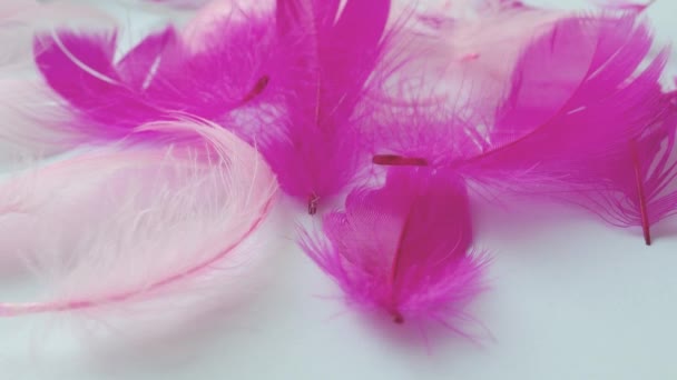 Белые Розовые Перья Раскачиваются Ветру Мягкое Прикосновение Легкость Перьев Нежность — стоковое видео
