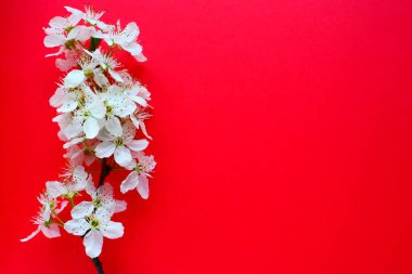 Kırmızı arka planda beyaz kuş kirazı çiçekleri. Uzayı metin için kopyala. Bayram ya da davetiye için parlak kart. Bahar geldi.