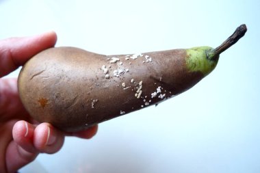 The pear became moldy. A mold or mould. The dust-like colored appearance of molds is due to the formation of spores containing fungal secondary metabolites. Perishable food products. White background clipart
