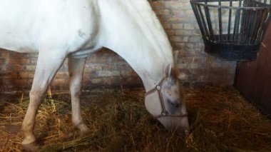 Ahırda saman yiyen güzel beyaz at. Equus Caballus evcil, tek parmaklı, toynaklı bir memelidir. Taksonomik Equidae familyasına aittir ve Equus ferus 'un iki alt türünden biridir..