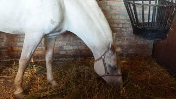 Frumos Cal Alb Mâncând Fân Grajd Equus Caballus Este Domesticit — Videoclip de stoc