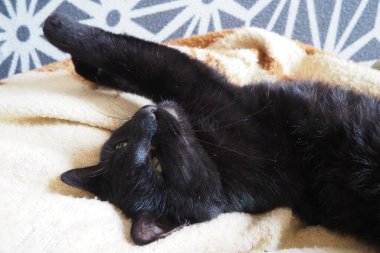 Çok kara bir kedi uyuyor, sırtüstü yatıyor ve gözlerini kapıyor. Emzirme tembelliği evdeki bej-kahverengi yün battaniyeye dayanır. Hayvan bakımı. Uzun bıyıklı kedi ağızlık yakın plan. Evcil hayvanlar yetiştiriyor.