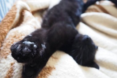 Çok kara bir kedi uyuyor, sırtüstü yatıyor ve gözlerini kapıyor. Emzirme tembelliği evdeki bej-kahverengi yün battaniyeye dayanır. Hayvan bakımı. Uzun bıyıklı kedi ağızlık yakın plan. Evcil hayvanlar yetiştiriyor.