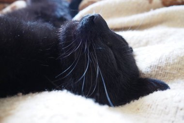 Çok kara bir kedi uyuyor, sırtüstü yatıyor ve gözlerini kapıyor. Emzirme tembelliği evdeki bej-kahverengi yün battaniyeye dayanır. Hayvan bakımı. Uzun bıyıklı kedi ağızlık yakın plan. Evcil hayvanlar yetiştiriyor.