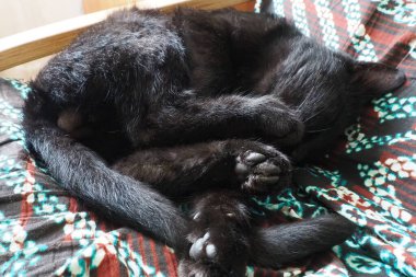 Çok kara bir kedi uyuyor, sırtüstü yatıyor ve gözlerini kapıyor. Emzirme tembelliği evdeki bej-kahverengi yün battaniyeye dayanır. Hayvan bakımı. Uzun bıyıklı kedi ağızlık yakın plan. Evcil hayvanlar yetiştiriyor.