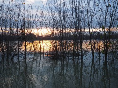 Sırbistan 'ın Sava nehri Sremska Macvanska Mitrovica' da sakin bir gün batımı. Ağaçların ve artçı ışıltının mükemmel yansıması. Arka plan ışığı ve siyah ağaç gövdeleri. Ördekler ve drenler için yaşam alanı ve kışı geçirme alanı.