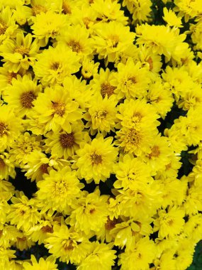 Bir bukette sarı renkli kasımpatılar. Yakın plan. Düğün ya da doğum günü için tebrik kartı. Asteraceae ya da Dendranthema ailesinden sonbahar çiçekleri. Çiçek dokusu. Çiçek duvarı.