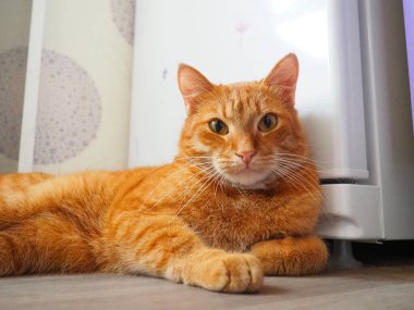 Red large well-fed domestic cat lies on the floor near refrigerator and looks at the camera. The right front paw is extended forward. Pet care. Cat breeds. Love to the animals. Veterinary medicine clipart