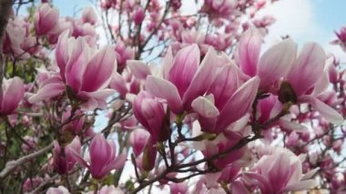 Magnolia, Magnoliaceae familyasının Magnolioideae alt familyasından bir bitki cinsidir. Güzel açan pembe beyaz çiçekler ve manolya tomurcukları. Magnolia Soul Angeana Bahçede.