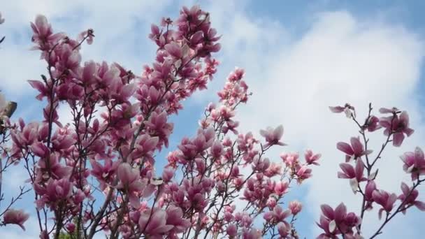 Magnolia Género Plantas Con Flores Perteneciente Familia Magnoliaceae Hermosas Flores — Vídeo de stock