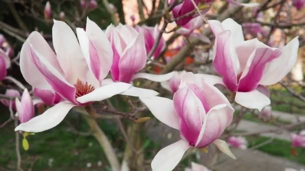 Magnolia Ett Stort Släkte Blommande Växtarter Underfamiljen Magnolioideae Familjen Magnoliaceae — Stockvideo