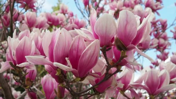 Magnolia Género Plantas Con Flores Perteneciente Familia Magnoliaceae Hermosas Flores — Vídeo de stock