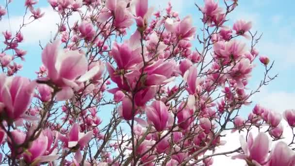 Magnolia Grande Genere Piante Fiore Della Sottofamiglia Magnolioideae Della Famiglia — Video Stock