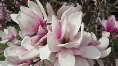 Magnolia, Magnoliaceae familyasının Magnolioideae alt familyasından bir bitki cinsidir. Güzel açan pembe beyaz çiçekler ve manolya tomurcukları. Magnolia Soul Angeana Bahçede