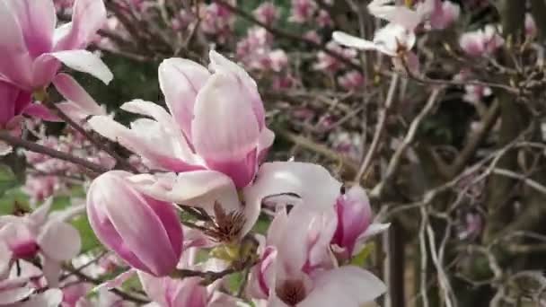 Magnolia Large Genus Flowering Plant Species Subfamily Magnolioideae Family Magnoliaceae — Stock Video