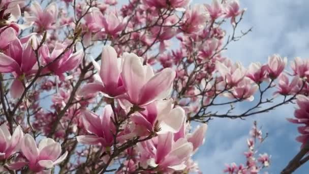 Magnolia Género Botânico Pertencente Família Magnoliaceae Lindas Flores Brancas Rosa — Vídeo de Stock