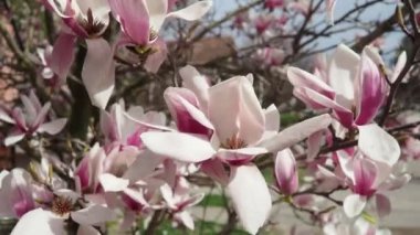 Magnolia, Magnoliaceae familyasının Magnolioideae alt familyasından bir bitki cinsidir. Güzel açan pembe beyaz çiçekler ve manolya tomurcukları. Magnolia Soul Angeana Bahçede