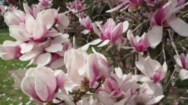 Magnolia, Magnoliaceae familyasının Magnolioideae alt familyasından bir bitki cinsidir. Güzel açan pembe beyaz çiçekler ve manolya tomurcukları. Magnolia Soul Angeana Bahçede