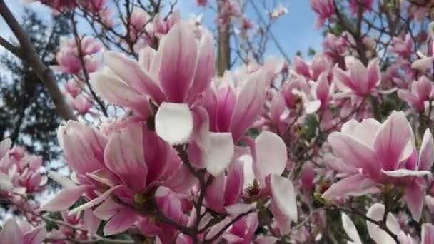 Magnolia Ett Stort Släkte Blommande Växtarter Underfamiljen Magnolioideae Familjen Magnoliaceae — Stockvideo