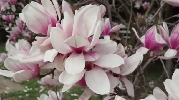 Magnolia Género Botânico Pertencente Família Magnoliaceae Lindas Flores Brancas Rosa — Vídeo de Stock