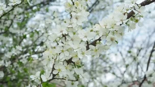 Prunus Ett Släkte Träd Och Buskar Omfattar Frukt Plommon Körsbär — Stockvideo