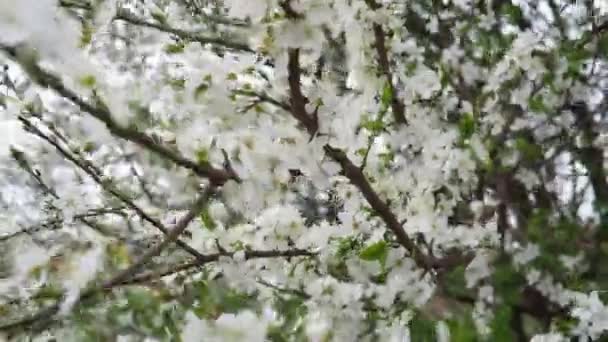 Prunus Género Árboles Arbustos Que Incluye Los Frutos Ciruelas Cerezas — Vídeos de Stock