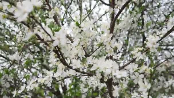 Prunus Género Árboles Arbustos Que Incluye Los Frutos Ciruelas Cerezas — Vídeos de Stock