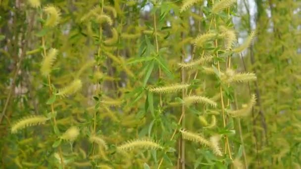 Salix Babylonica Babyweide Oder Trauerweide Krone Aus Ausladenden Bodenlangen Ästen — Stockvideo