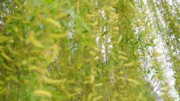 巴比伦柳树或垂柳的唾液 头冠由枯干的 扫地的枝条和细长的叶子组成 垂柳黄枝和绿叶早春出现 风刮来了 — 图库视频影像