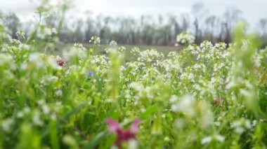 Çoban çantasının çiçekleri. Capsella bursa-pastoris, hardal familyasından, çantasına benzeyen üç köşeli düz meyveleri ile bilinen, her yıl yetişen, küçük ve kaba bir çiçek bitkisidir. Meadow