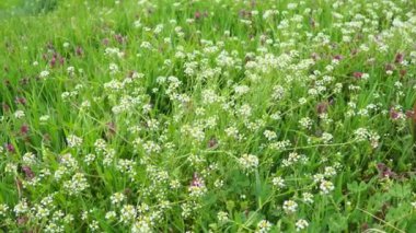 Çoban çantasının çiçekleri. Capsella bursa-pastoris, hardal familyasından, çantasına benzeyen üç köşeli düz meyveleri ile bilinen, her yıl yetişen, küçük ve kaba bir çiçek bitkisidir. Meadow.