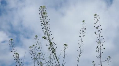 Çoban çantasının çiçekleri. Capsella bursa-pastoris, hardal familyasından, çantasına benzeyen üç köşeli düz meyveleri ile bilinen, her yıl yetişen, küçük ve kaba bir çiçek bitkisidir. Meadow.