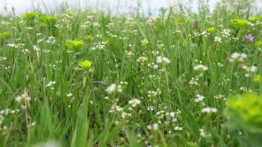 Çoban çantasının çiçekleri. Capsella bursa-pastoris, hardal familyasından, çantasına benzeyen üç köşeli düz meyveleri ile bilinen, her yıl yetişen, küçük ve kaba bir çiçek bitkisidir. Meadow.