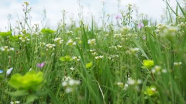 Çoban çantasının çiçekleri. Capsella bursa-pastoris, hardal familyasından, çantasına benzeyen üç köşeli düz meyveleri ile bilinen, her yıl yetişen, küçük ve kaba bir çiçek bitkisidir. Meadow.