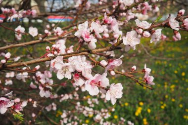 Apricot or peach branch with flowers in spring bloom. Pink purple spring flowers. Prunus armeniaca flowers with five white to pinkish petals. They are produced singly or in pairs in early spring. clipart