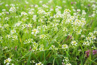Çoban çantasının çiçekleri. Capsella bursa-pastoris, hardal familyasından, çantasına benzeyen üç köşeli düz meyveleri ile bilinen, her yıl yetişen, küçük ve kaba bir çiçek bitkisidir. Meadow