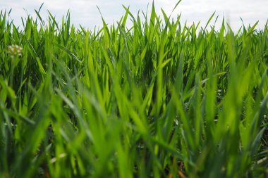 Bahar tarlasında iyi buğday mahsulleri var. Kışın yetişen buğday filizleri. Yeşil çayır manzarası ve büyüyen taze mısır gevreği. Tarım işi. Triticum aestivum.