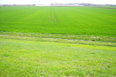 Bahar tarlasında iyi buğday mahsulleri var. Kışın yetişen buğday filizleri. Yeşil çayır manzarası ve büyüyen taze mısır gevreği. Tarım işi. Triticum aestivum.