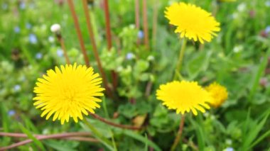 Taraxacum, Asteraceae ailesinde çiçek açan bitkiler, karahindibalar. Taraxacum, sıradan bir karahindiba. Yeşil bir çayırda kır çiçekleri. Ekoloji, ekosistem ve botanik. Sarı kabarık kokulu çiçekler