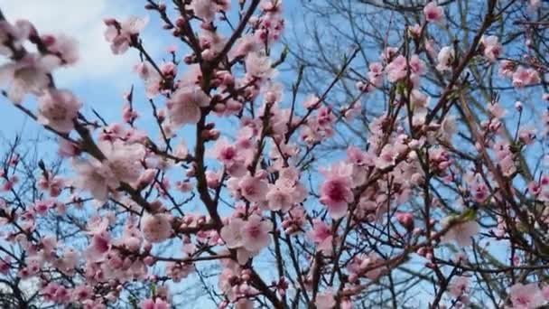 一年四季开花的杏树或桃枝 粉色紫色春花 五瓣白色至粉红色花瓣的杏仁花 它们可以单独生产 也可以在早春成双生产 — 图库视频影像