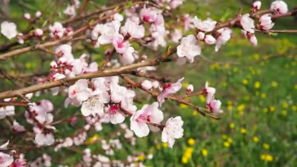Sárgabarack Vagy Őszibarack Virággal Tavaszi Virágban Rózsaszín Lila Tavaszi Virágok — Stock videók