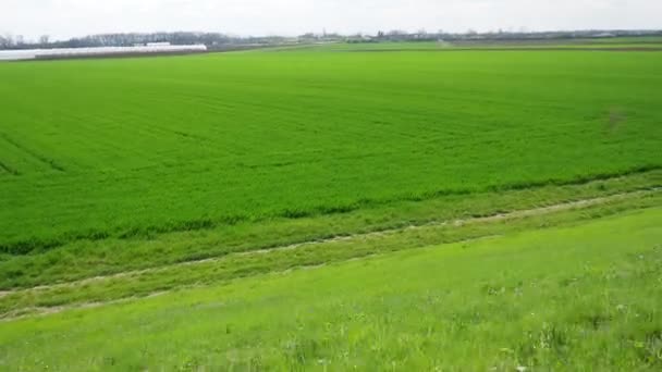 Buenos Cultivos Trigo Invierno Campo Granja Primavera Brotes Verdes Fondo — Vídeo de stock